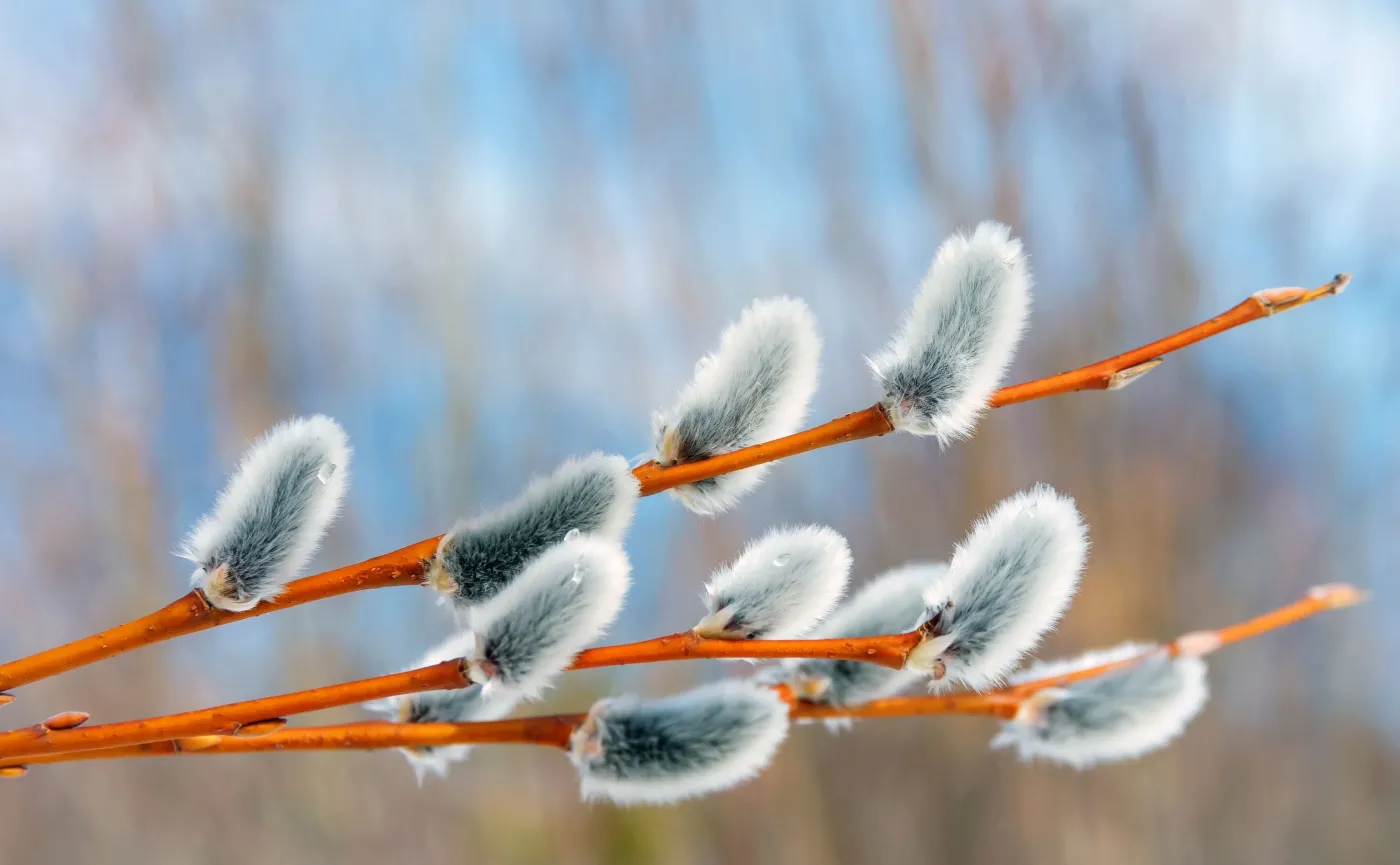Marzec to trudny miesiąc dla alergików? Co pyli wczesną wiosną?