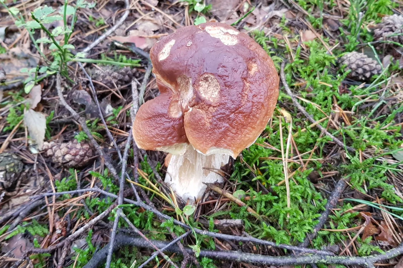 Zdjęcie zrobione telefonem Samsung Galaxy S8