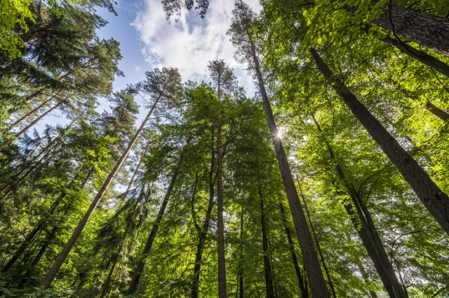 Lasy Państwowe przestrzegają przed "latającymi kleszczami": Małe toto, szybkie i twarde