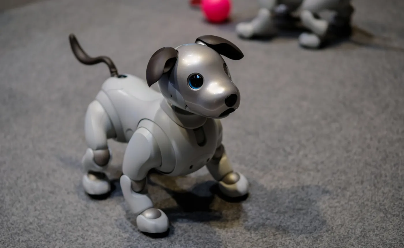 11364859-aibo.jpg