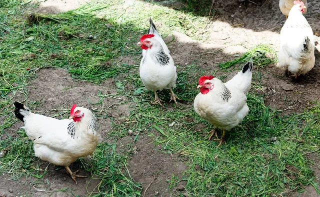 Ekologia górą. Polacy coraz częściej zwracają uwagę na warunki chowu kur niż na cenę