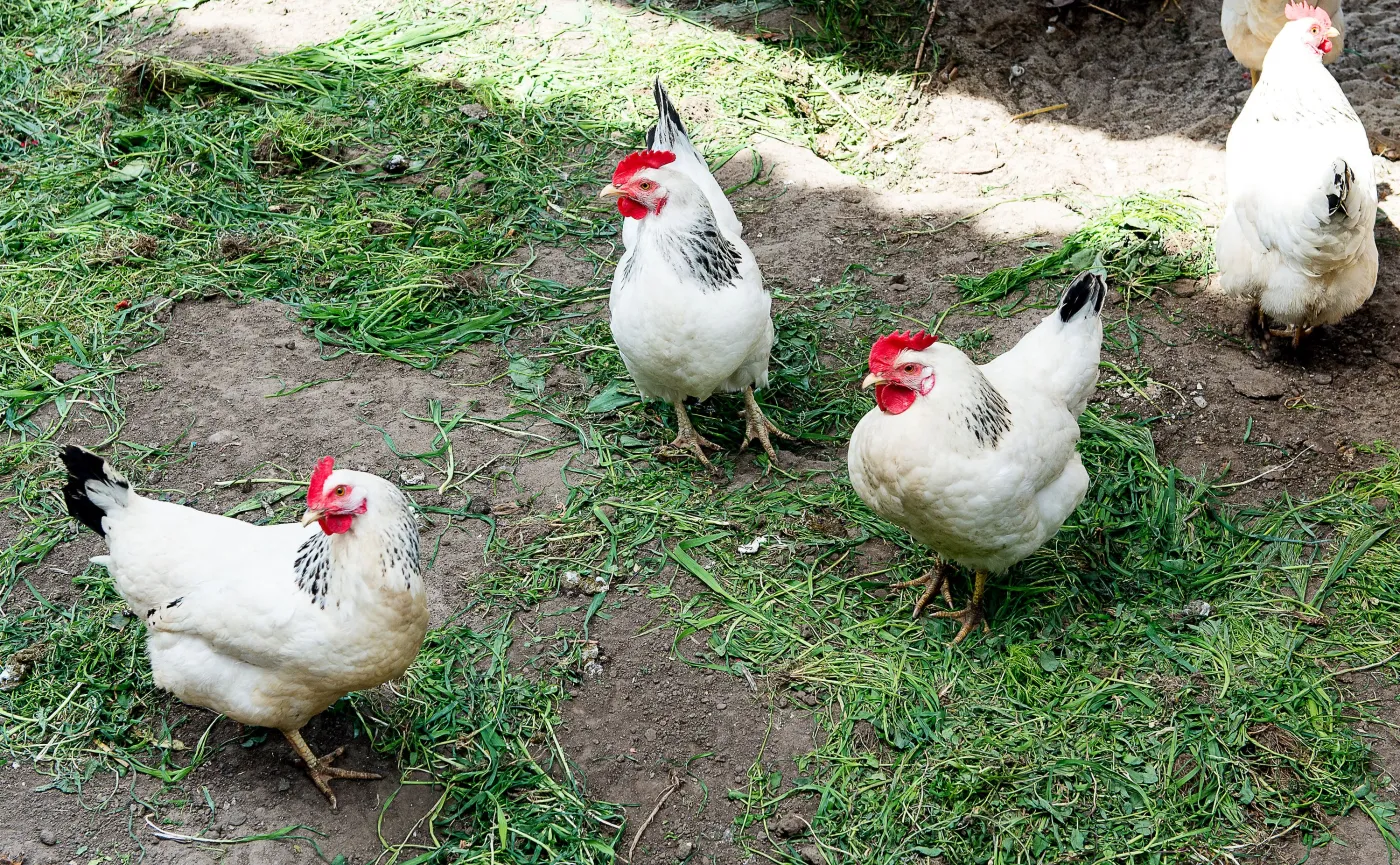 Ekologia górą. Polacy coraz częściej zwracają uwagę na warunki chowu kur niż na cenę
