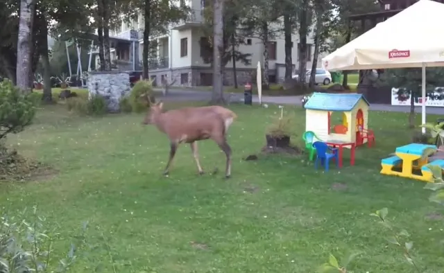 Jeleń na gigancie w Tatrzańskiej Łomnicy. Spacerował po torach, parkingach i między domami