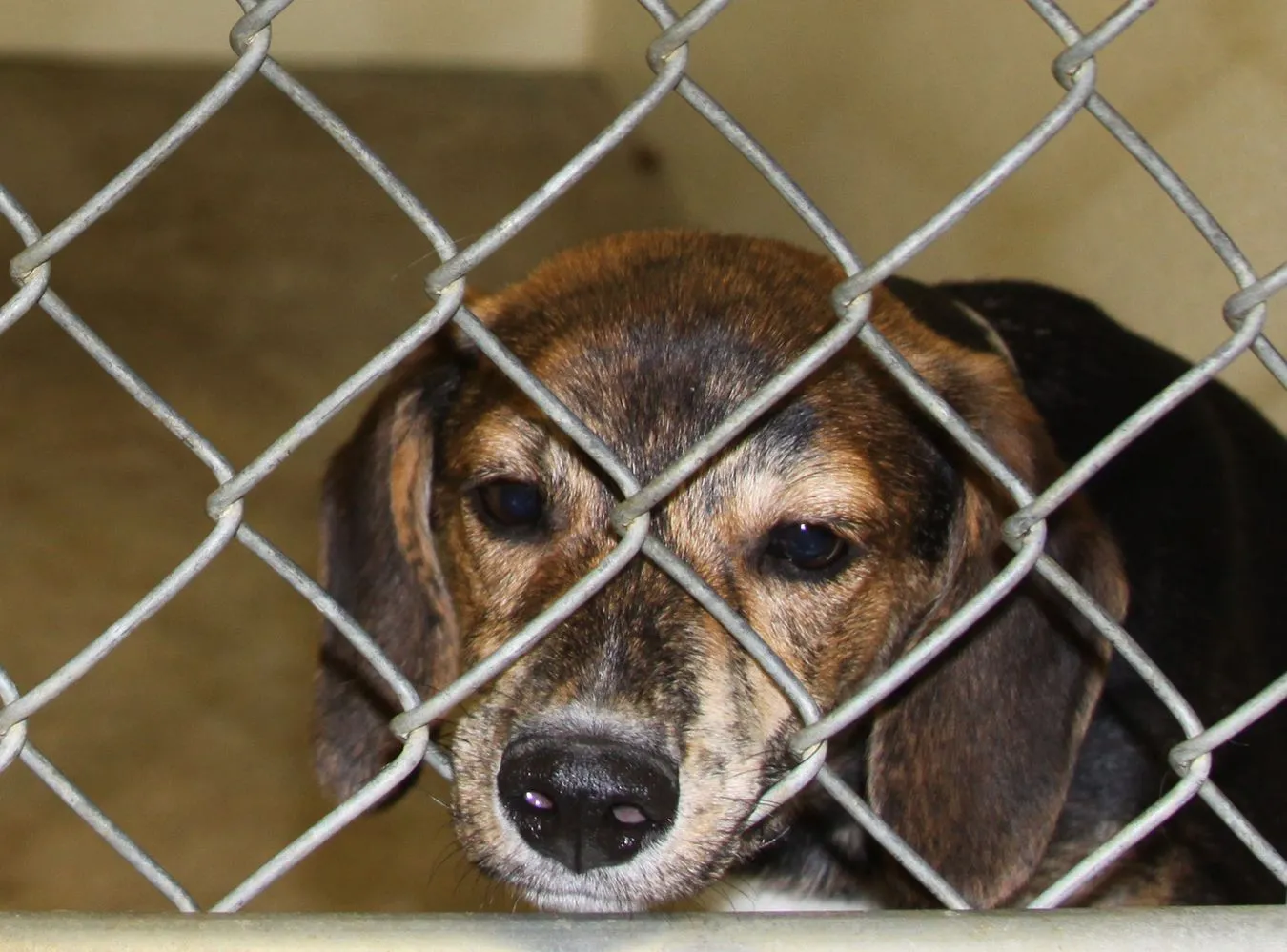 "Czarna lista" niesolidnych klientów schroniska dla zwierząt w internecie