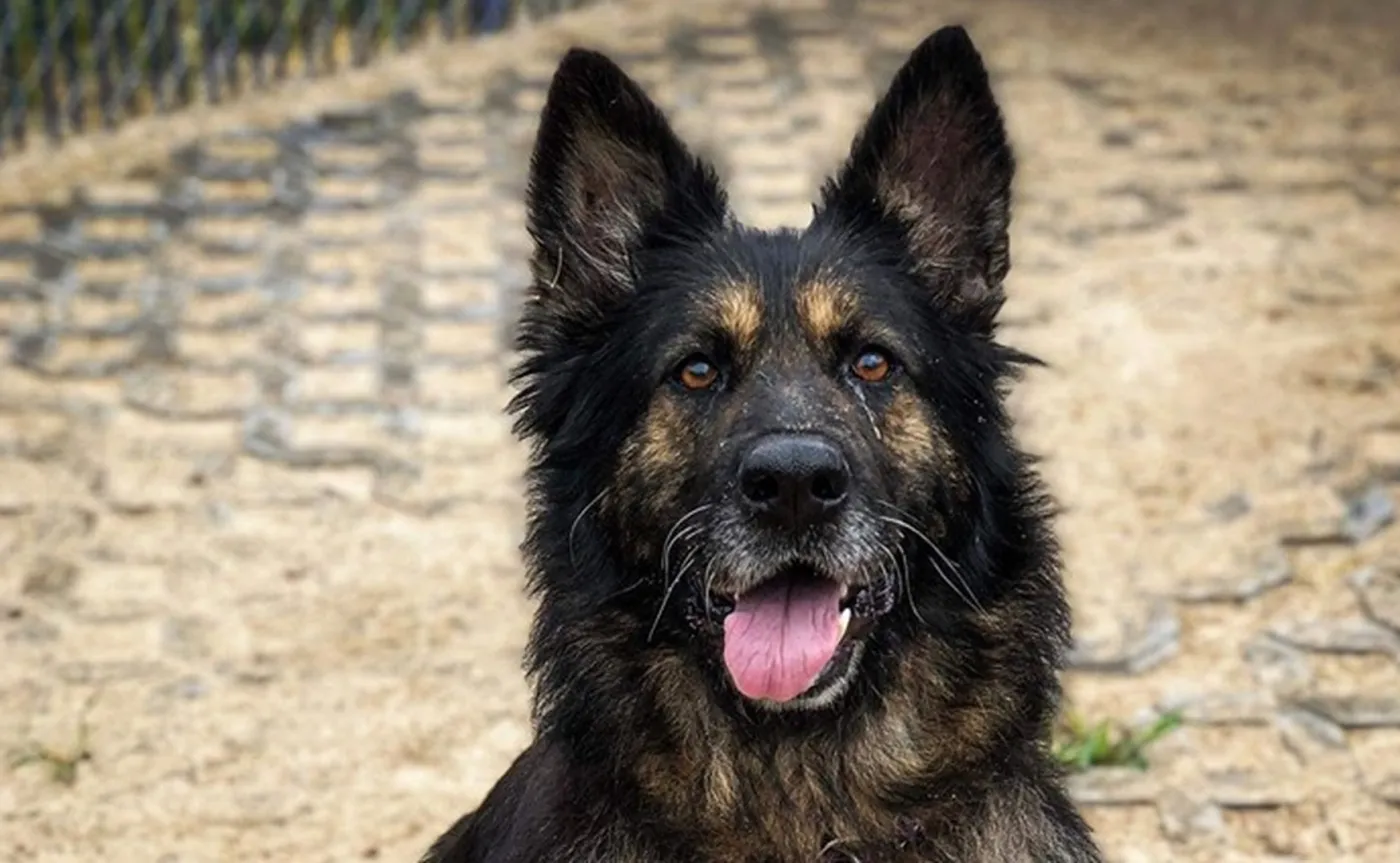 Kora czeka, by zabrać ją ze schroniska. "Była zagłodzona, cała w ranach, z bolącym ciałkiem"