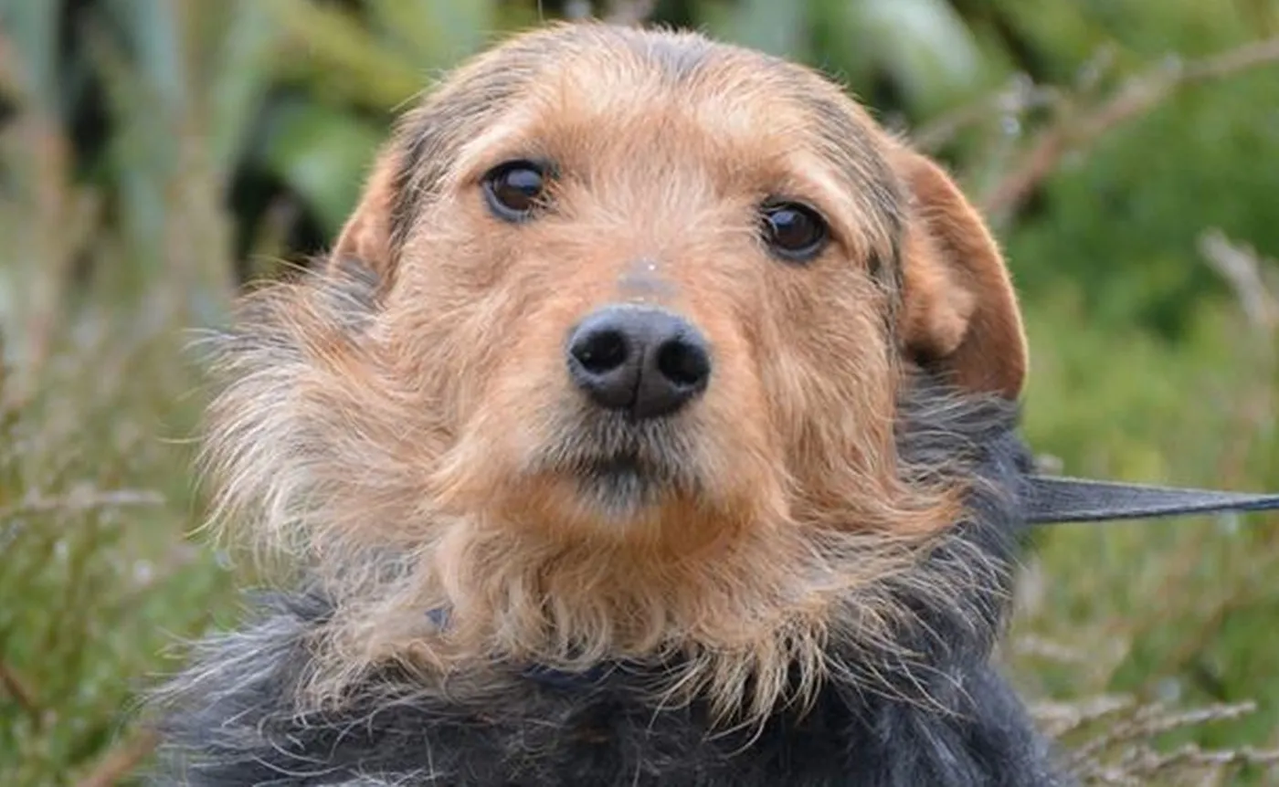 Dale czeka, by zabrać go ze schroniska. "Fajny 3,5 letni uparciuszek"