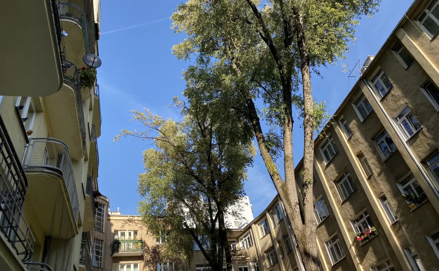 Zdjęcie wykonane telefonem iPhone 11 Pro Max