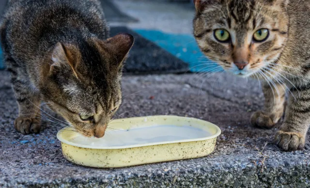 Dwa koty w Nowym Jorku zakażone koronawirusem
