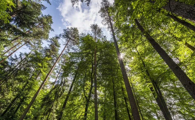 Amerykańska puma nadal wędruje po Czechach. Policja ostrzega turystów