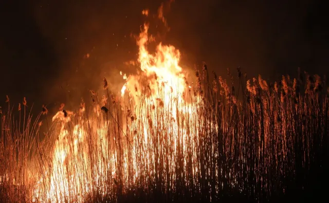 Pożar BPN wybuchł, gdy rodzą się młode łosie, sarny i jelenie. "To prawdziwy kataklizm"