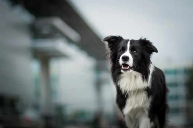 Psy i koty chorują jak my. Przez smog ich płuca przypominają płuca górników