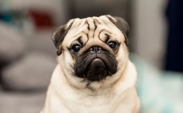 Pierwszy pies w USA z koronawirusem. Może być nim mops z Karoliny Płn.