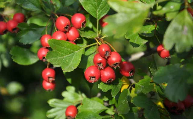 Głóg - nie tylko na zaparcia czy lepszą odporność. Zalety