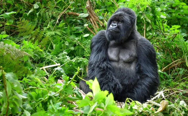 Zabójca znanego goryla Rafikiego skazany na 11 lat więzienia