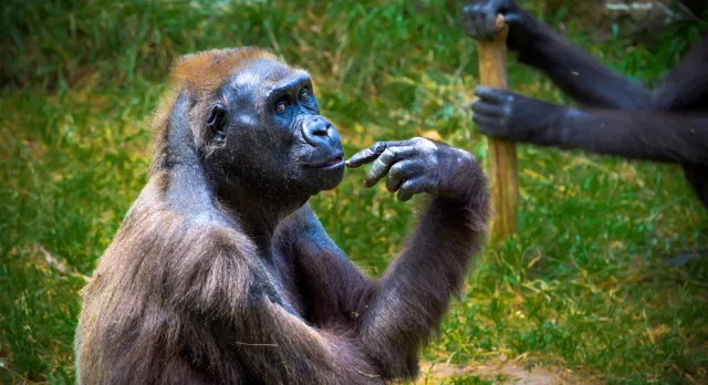 Supermarkety rezygnują ze sprzedaży wyrobów z kokosów zbieranych przez małpy