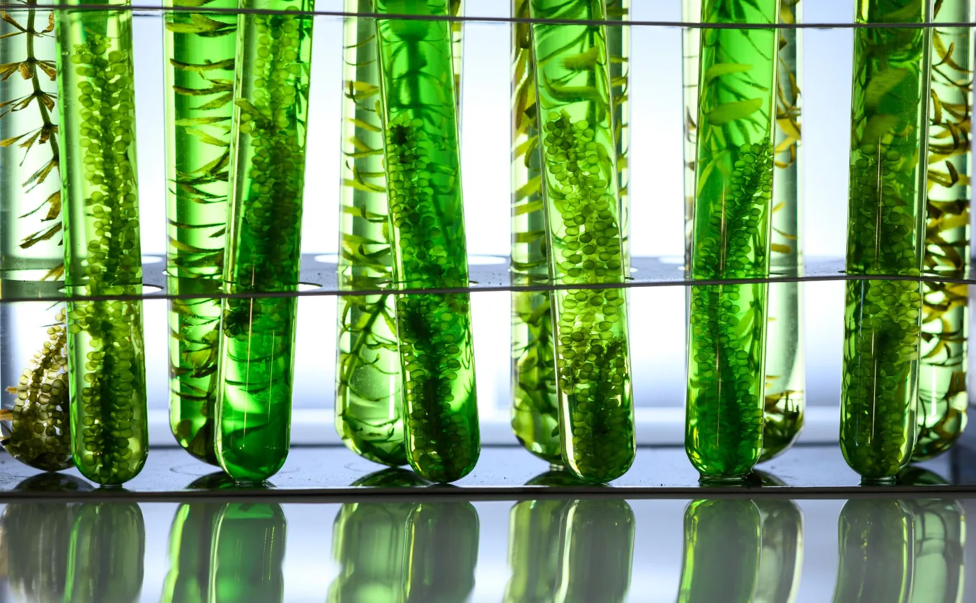 Algi lepsze niż leki? Skutecznie blokują koronawirusa