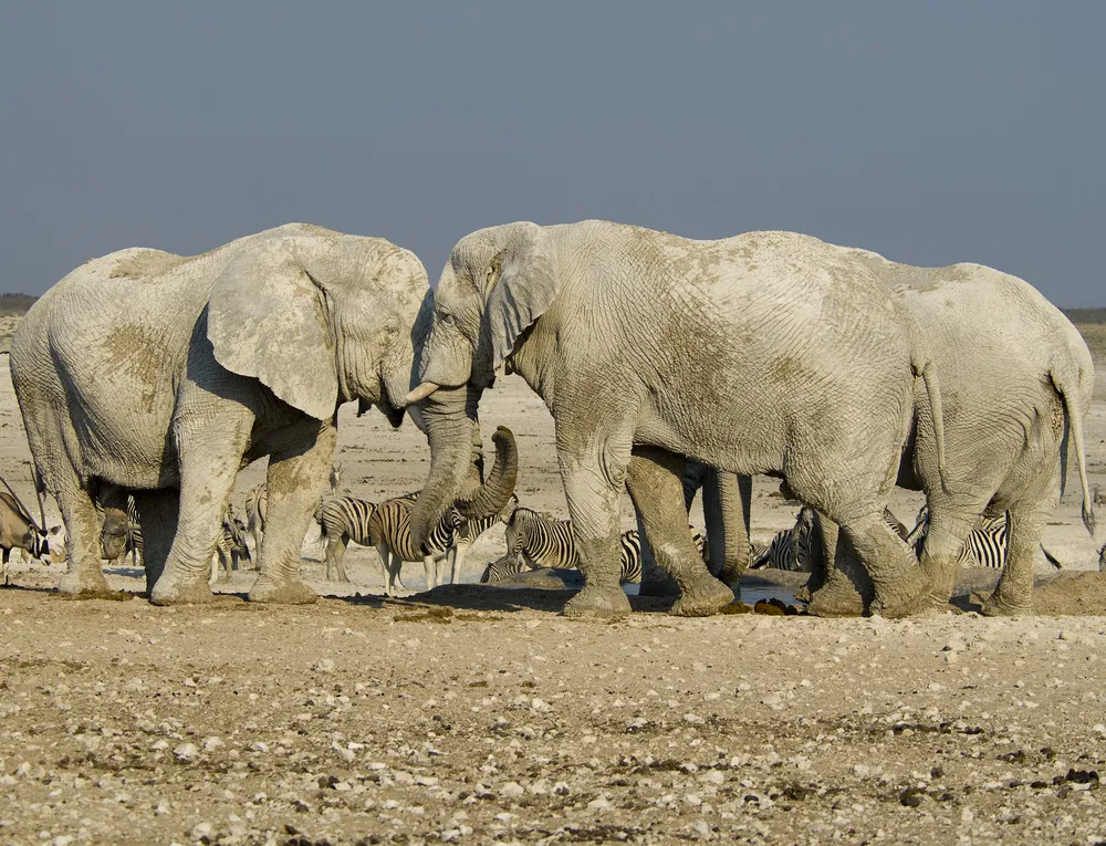 Jak w Rosji ratowali polskie słonie. Poszło 10 litrów wódki