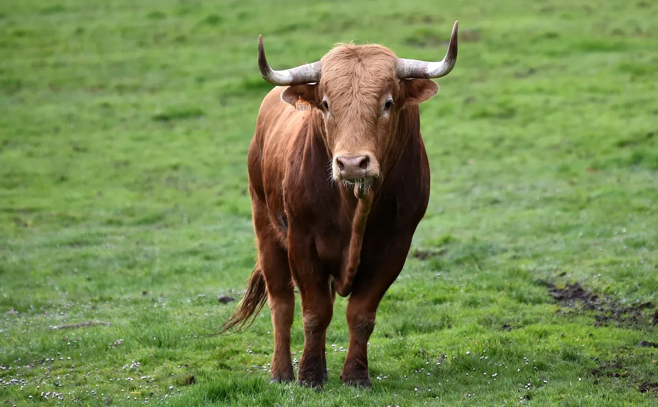 Lubuskie: Byk zabił rolnika. Niósł go na rogach przez kilkadziesiąt metrów