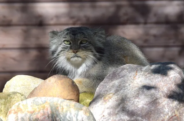 Odnaleziono manula, który uciekł z poznańskiego zoo. "Jest wykończony swoją podróżą"