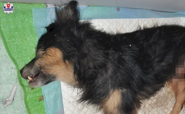 Pies zakopany żywcem uratowany. Policja szuka właściciela