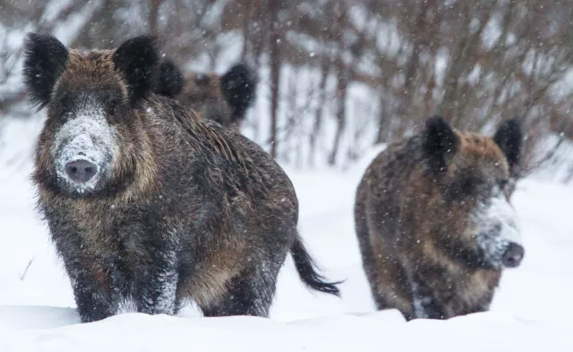 Dowody na istnienie języka zwierząt. "Dziki dysponują zaawansowaną mową"
