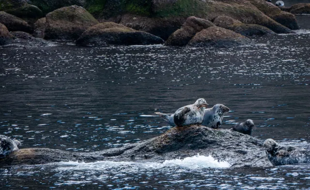 Coroczna rzeź fok w Kanadzie; obrońcy praw zwierząt protestują