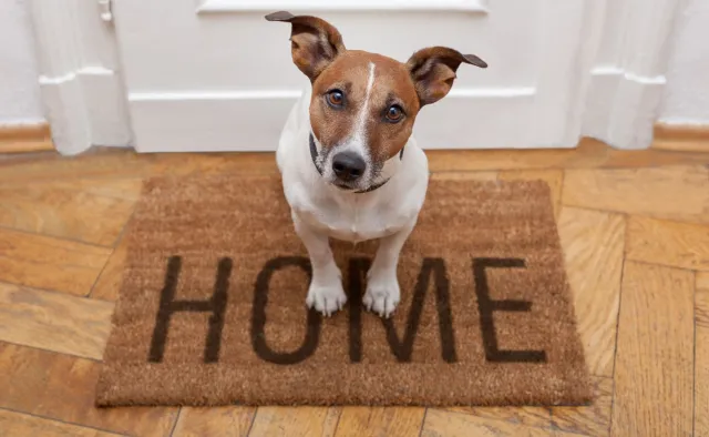 Zwierzęta zakażają się koronawirusem. Brak dowodów, że przenoszą patogen na ludzi [BADANIA]