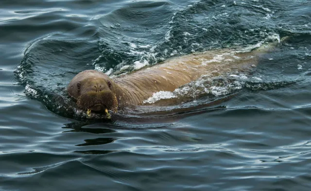 Mors Wally "terroryzuje" brytyjskie wybrzeże. Zatapia luksusowe jachty