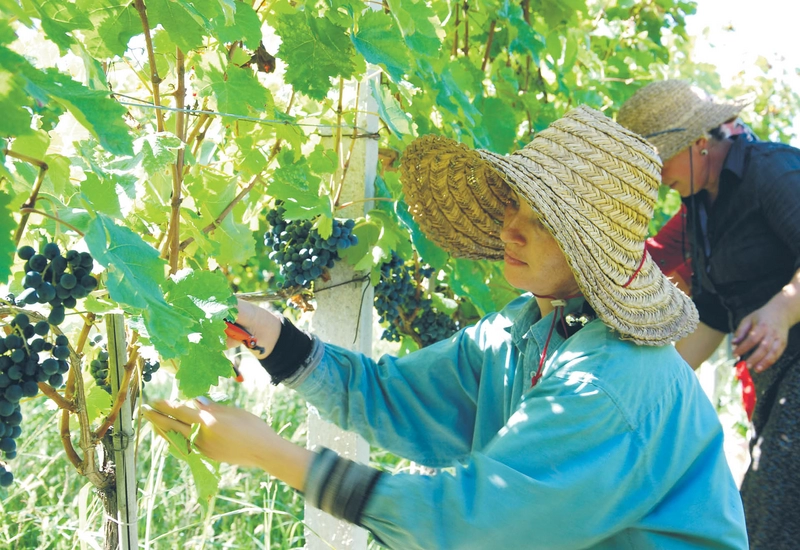 Opowiem wam o qvevri