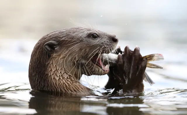 W ogrodach zoologicznych w USA szczepią zwierzęta podatne na COVID-19