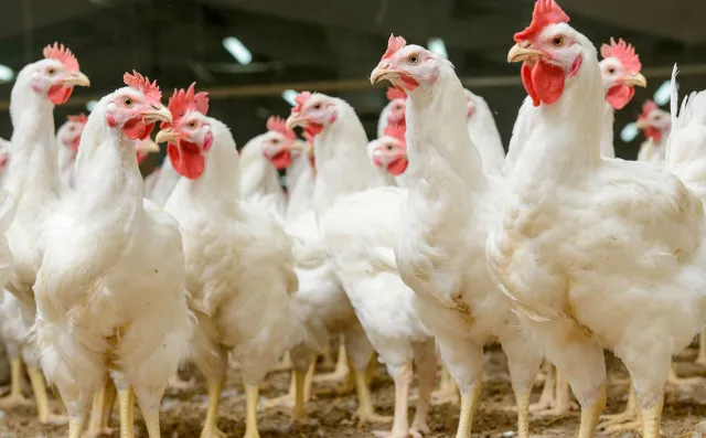 Brytyjskie media: 5 osób mogło umrzeć po spożyciu drobiu z Polski z salmonellą