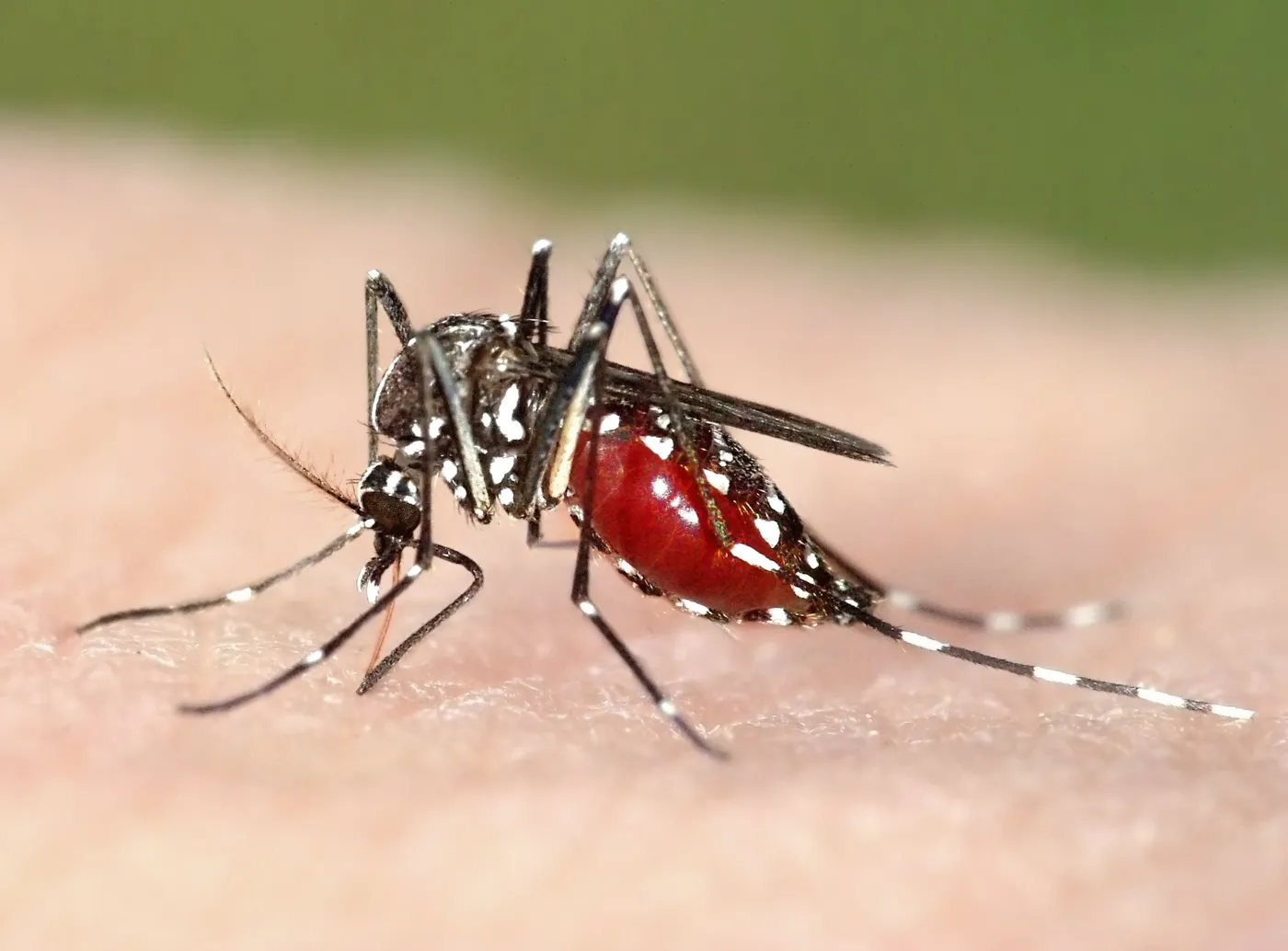 Ukąszenie komara, ugryzienie kleszcza? Nie tym razem! Dobra ochrona