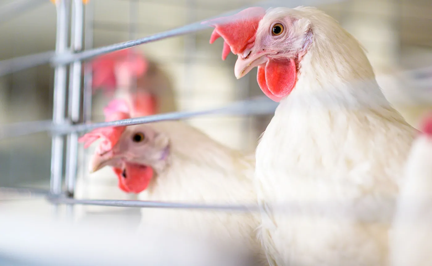 Pierwszy na świecie przypadek zakażenia człowieka wirusem ptasiej grypy H3N8