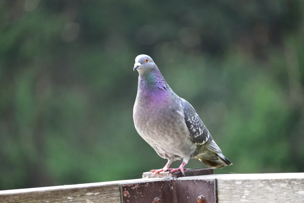 Ptaki giną w sylwestrową noc. Naukowcy i przyrodnicy apelują