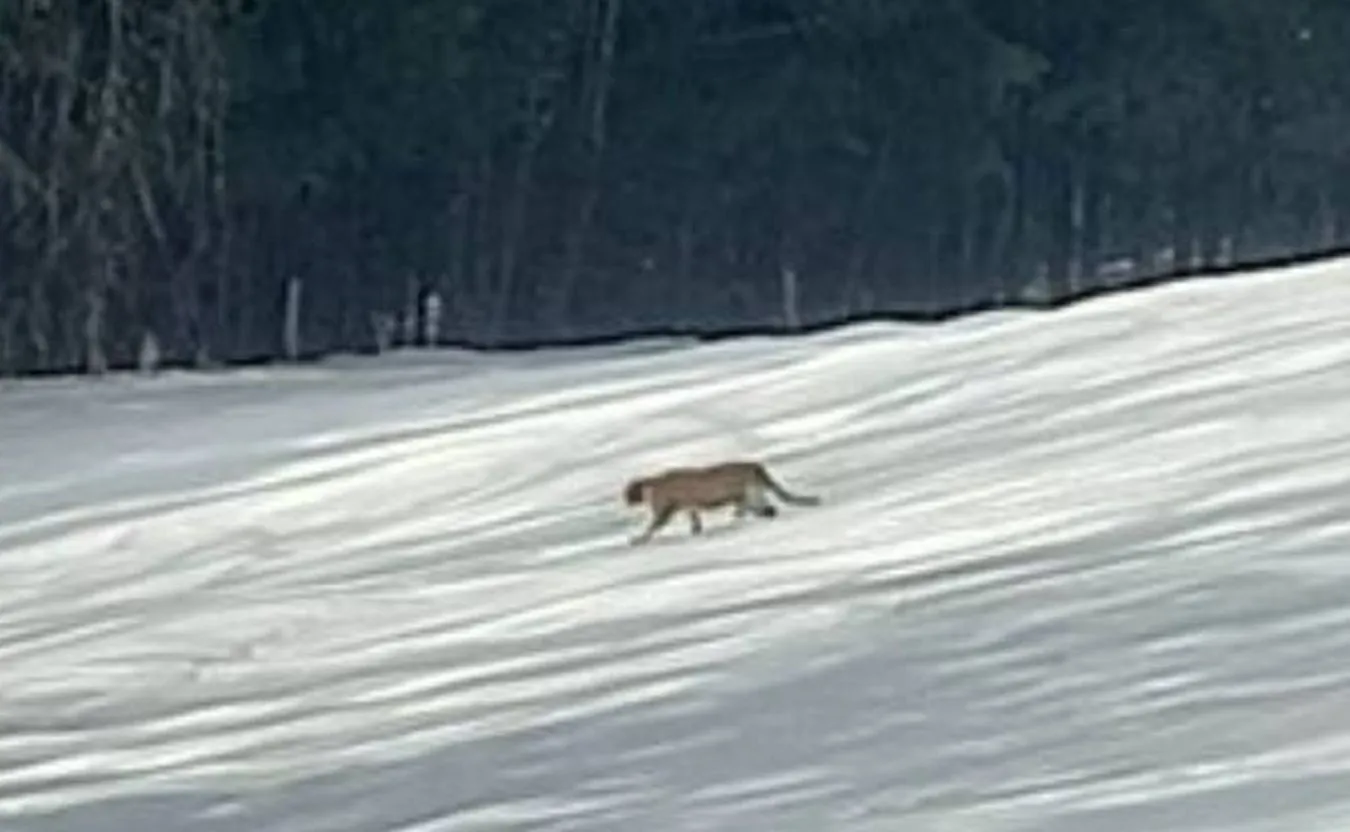 Mieszkaniec Binczarowej widział zwierzę przypominające pumę. Na wszelki wypadek prosimy uważać. Zdjęcie: OSP Florynka/Facebook
