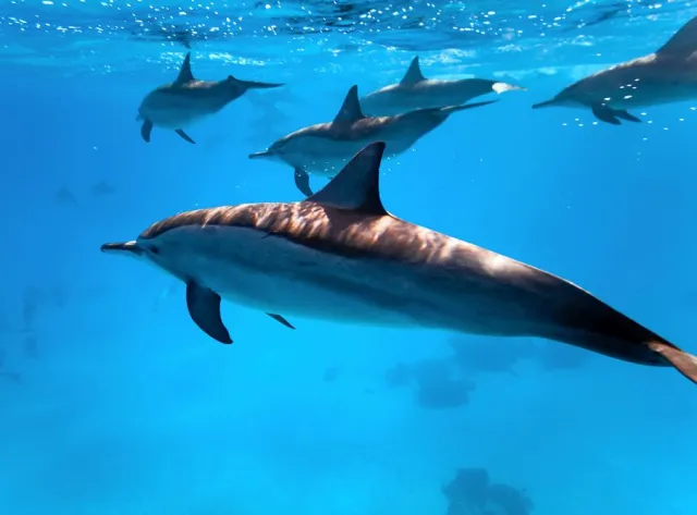 Zabito 1,5 tys. delfinów. "Największa masakra w historii Wysp Owczych"