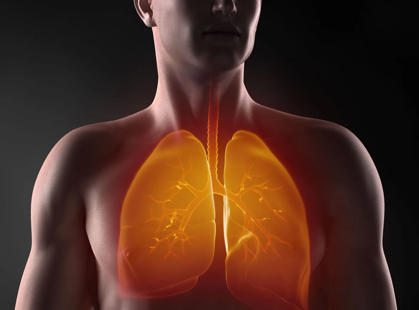 Płuca