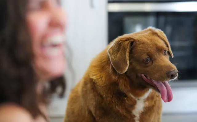 Oto najstarszy pies świata, który skończył 31 lat. Jaki jest sekret jego długowieczności?