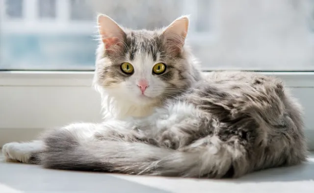 Czy człowiek może zakazić się wirusem ptasiej grypy od chorego kota?