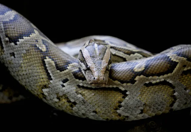 Pyton w toalecie. Przypełzł rurami od sąsiada