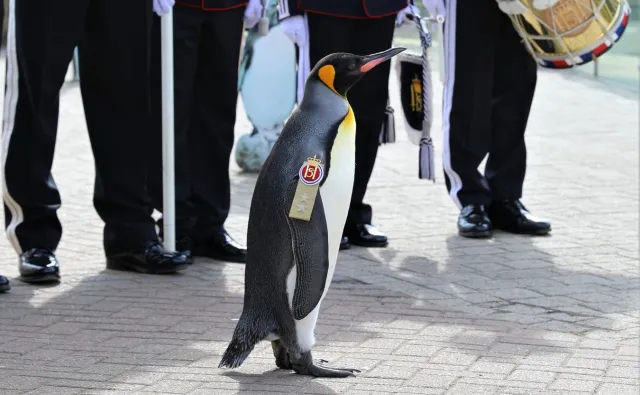 Pingwin został... generałem armii. "Regularnie piął się po szczeblach wojskowych"