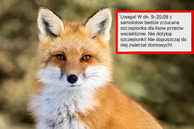 ALERT RCB ws. szczepionek przeciwko wściekliźnie. Zrzucane będą z samolotów