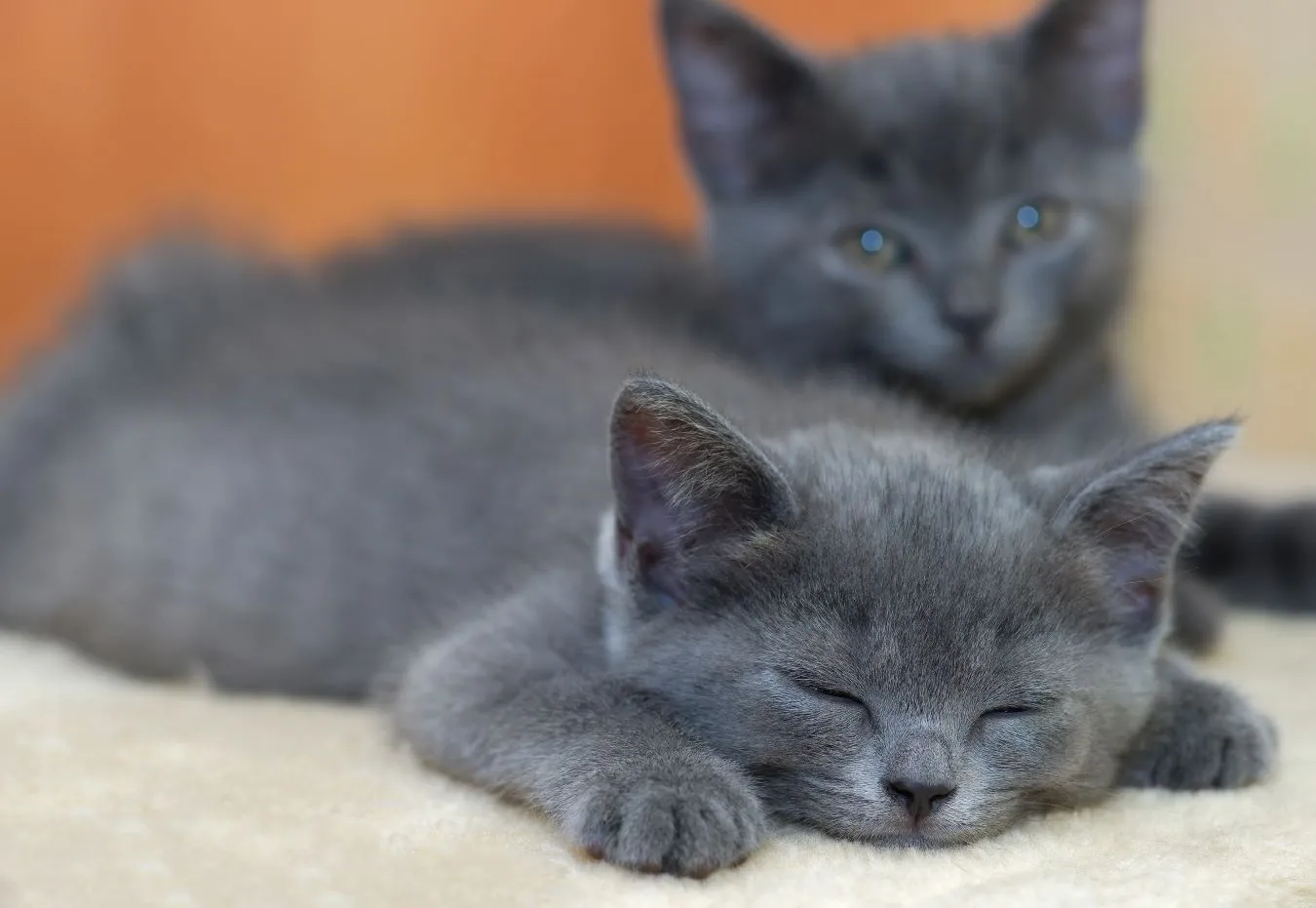 Quiz z wiedzy o kotach. Sprawdź, ile o nich wiesz! 100 proc. to nie lada wyzwanie