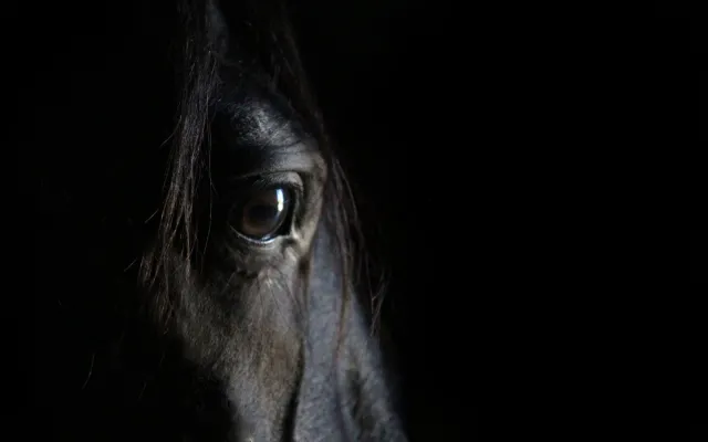 Zaniedbane konie na posesji. Jeden z nich padł