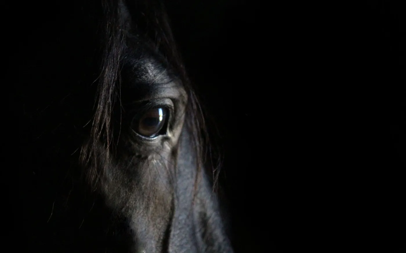 Zaniedbane konie na posesji. Jeden z nich padł