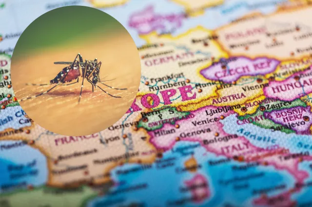 Coraz więcej przypadków śmiertelnej choroby tropikalnej. Wzrost w Europie może być nawet 50-krotny