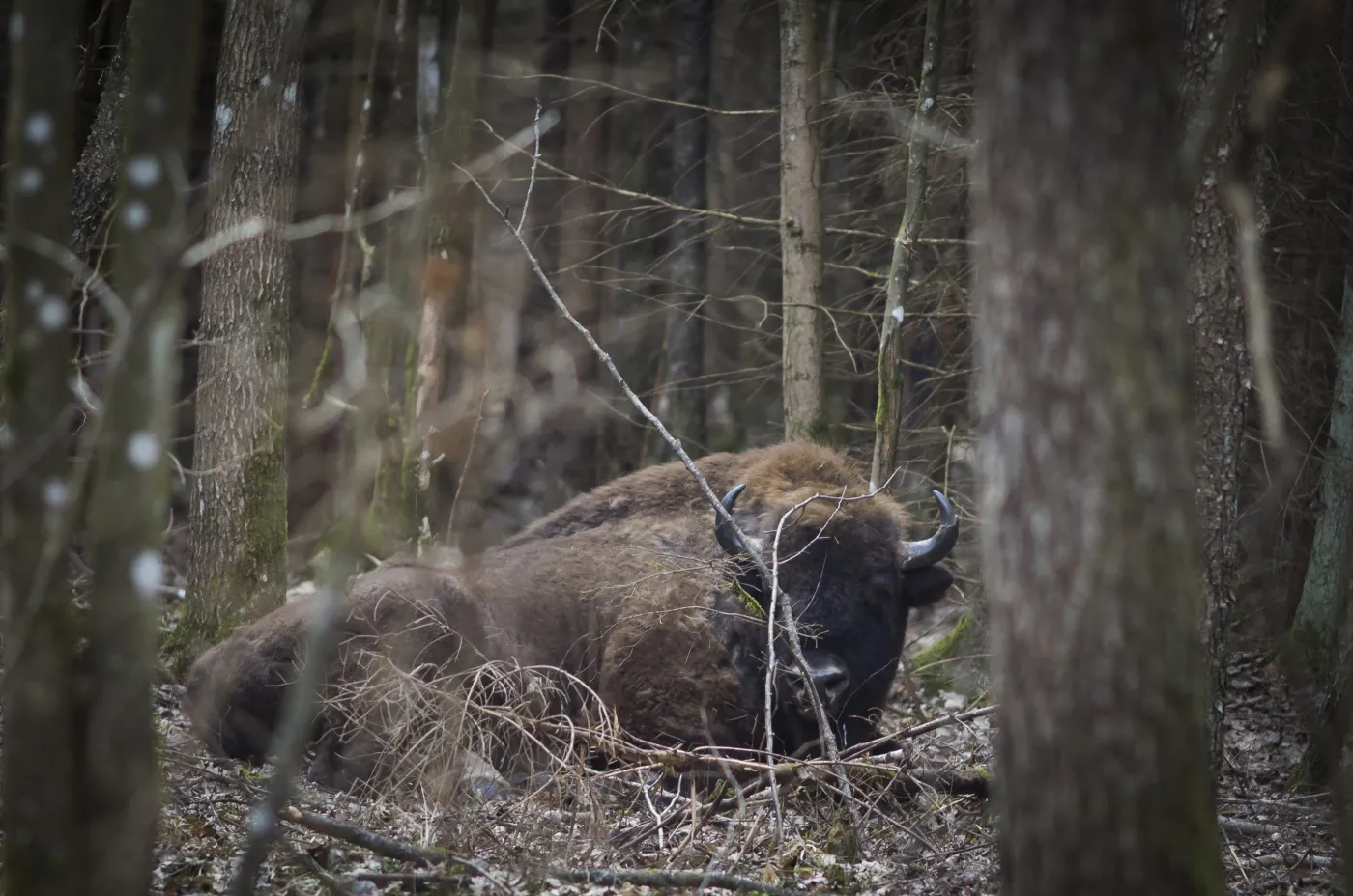 Żałoba u zwierząt. Ekspertka: W przeżywaniu emocji są do nas bardzo podobne