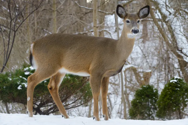 Zabił sarnę nożem, "zwierzę wyło z bólu". Myśliwy został skazany
