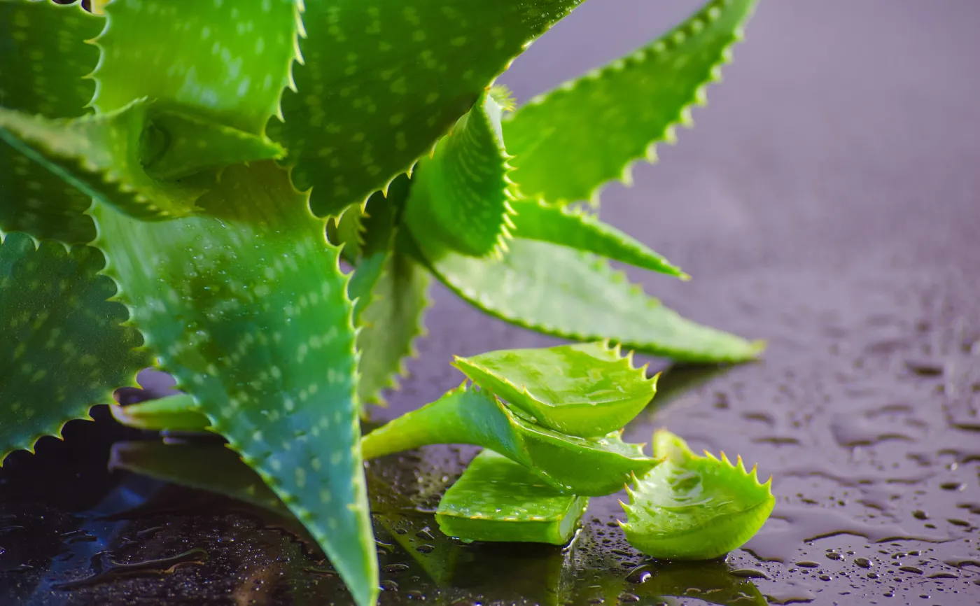 Na odchudzanie, stres i odporność. Na co jeszcze stosować aloes?