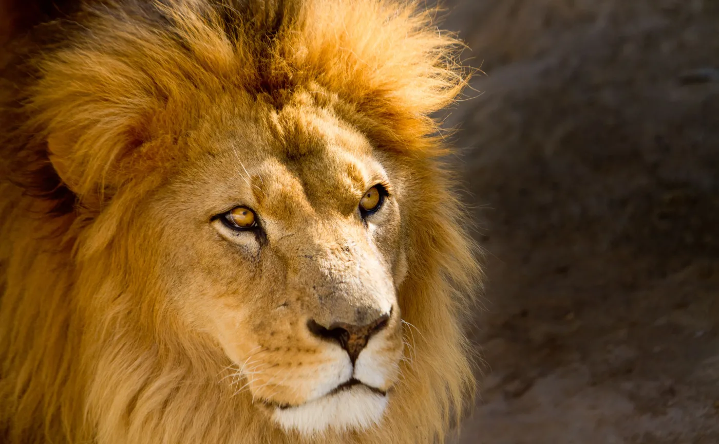 Niecodzienny widok w Tajlandii. Przewoził bentleyem lwa